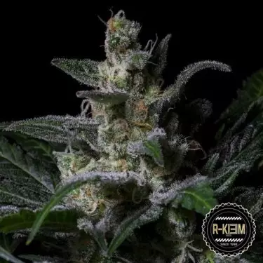 Muse di R-Kiem Seeds semi femminilizzati.
