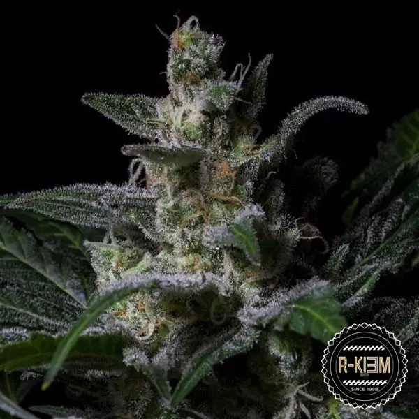 Visualizzazione Muse di R-Kiem Seeds semi femminilizzati.