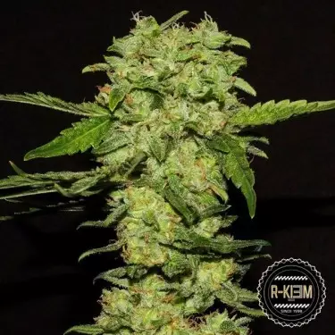 Portela di R-Kiem Seeds femminilizzata.