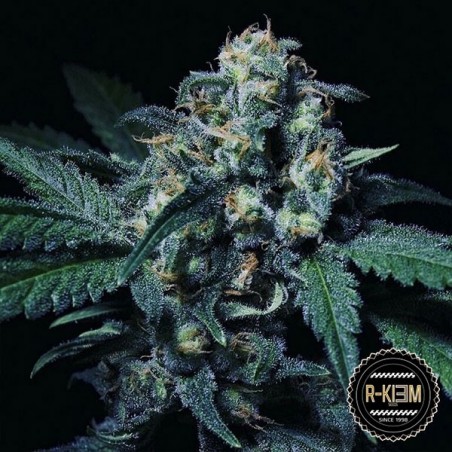 Negra 44 di R-Kiem Seeds femminilizzata.