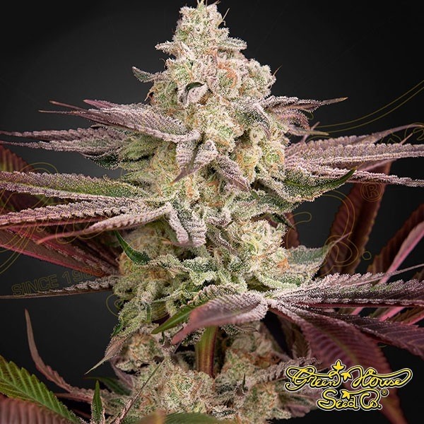 Visualizzazione Chemical Bride Green House Seeds Femminizzata - Grow Barato