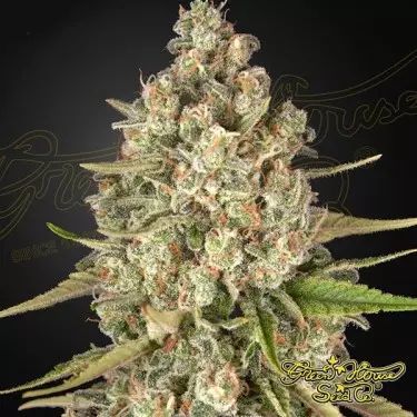 Lost Pearl Green House Seeds feminizada