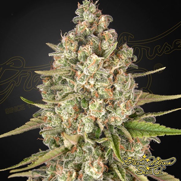 Visualizzazione Lost Pearl Green House Seeds femminizzata - Grow Barato