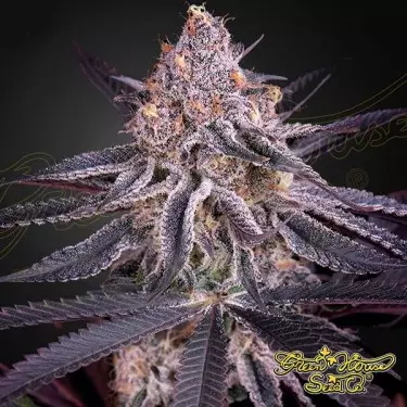 King’s Juice feminizada Green House Seeds