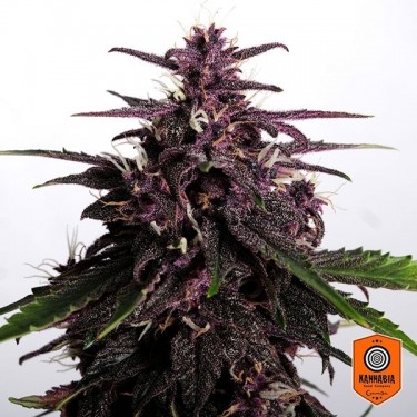 Visualizzazione Swiss Dream Rosé Auto CBD