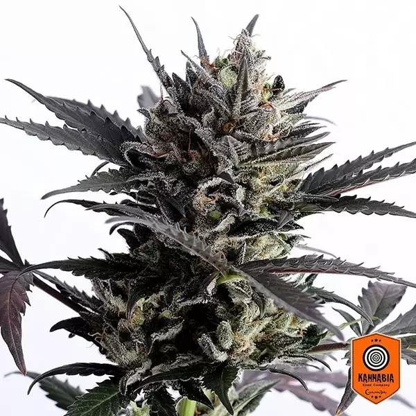 Visualizzazione Lemon Haze Auto