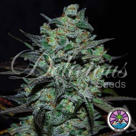 Northern Light Blue THC-Free