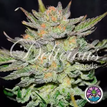 Auto Blue Ace CBD