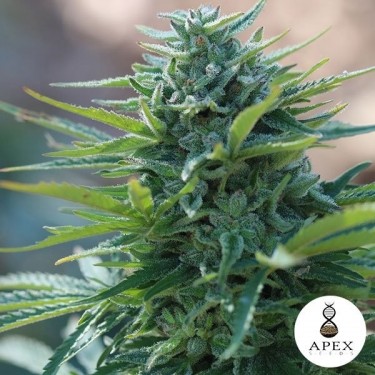Visualizzazione X-Kunk di Apex Seeds 100% Femminilizzata.