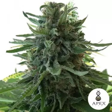 Alaska's Flavor planta de marihuana