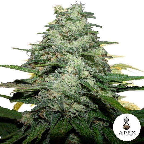 Visualizzazione Blue Monkey planta de marihuana