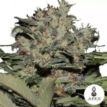 Chunky Cookies femminilizzata di Apex Seeds.