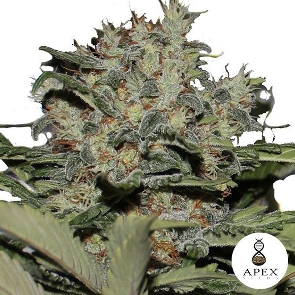 Visualizzazione Chunky Cookies femminilizzata di Apex Seeds.
