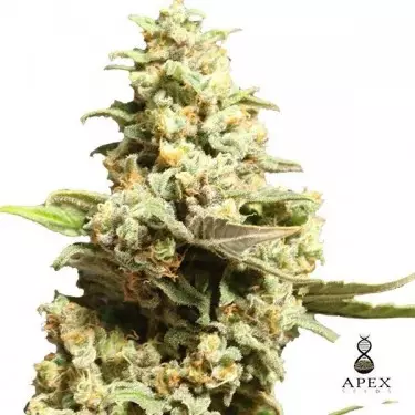 Critical X di Apex Seeds Semi femminilizzati.