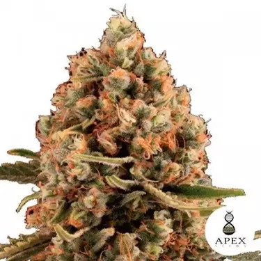Dynamis di Apex Seeds Semi Femminilizzati.