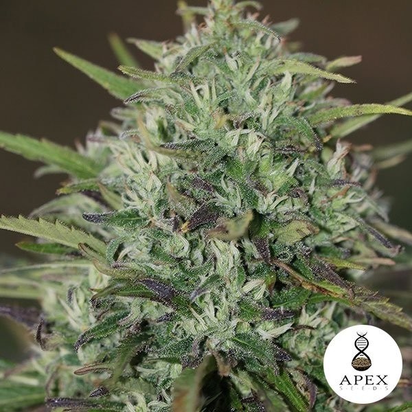Insomnia di Apex Seeds Semi Femminilizzati.