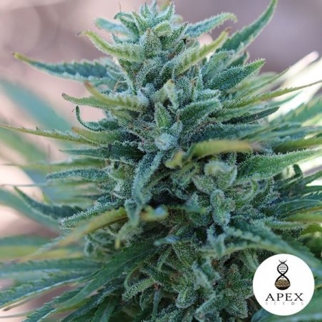 Somango X di Apex Seeds 100% Femminilizzata