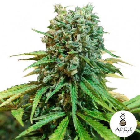 X-Berry di Apex Seeds sapore di frutti rossi.