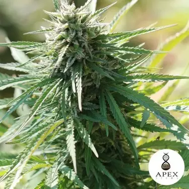 Auto Satelles,potenti Semi di Apex Seeds.