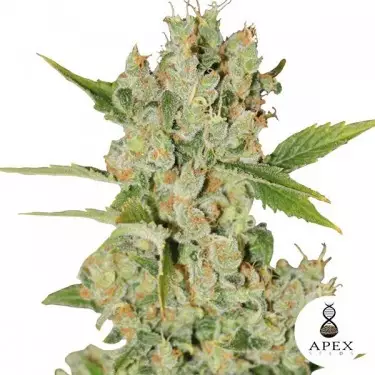 Auto Kalashnikov Semi Auto di Apex Seeds.