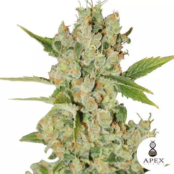 Visualizzazione Auto Kalashnikov Semi Auto di Apex Seeds.