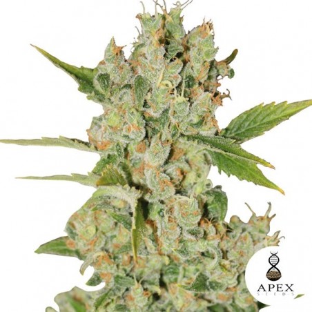Auto Kalashnikov Semi Auto di Apex Seeds.
