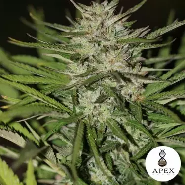 Auto Critical XXL Semi di Apex Seeds.