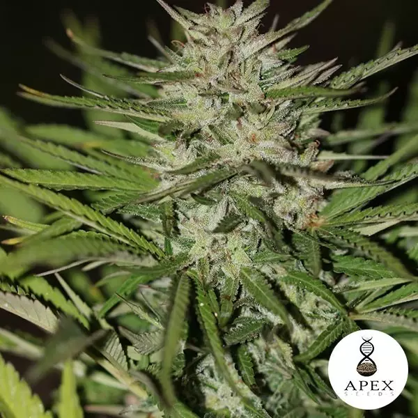 Visualizzazione Auto Critical XXL Semi di Apex Seeds.