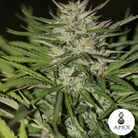 Auto Critical XXL Semi di Apex Seeds.