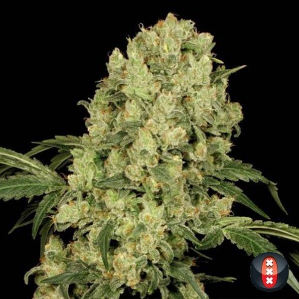 Visualizzazione AK 47 - Serious Seeds