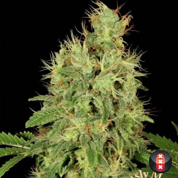 Visualizzazione CBD Warlock planta de marihuana