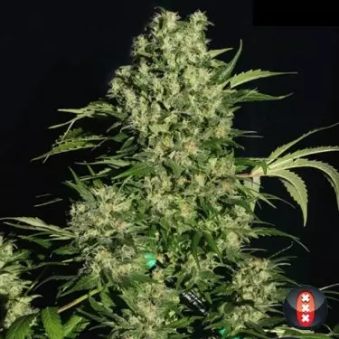 CBD Chronic femminilizzata di Serious Seeds.