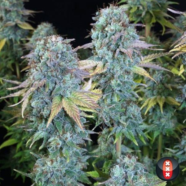Visualizzazione Serious Happiness di Serious Seeds.