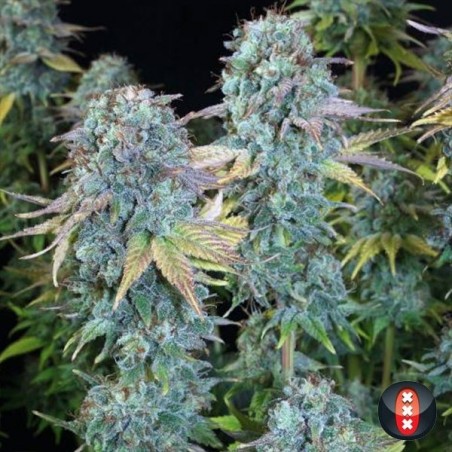 Serious Happiness di Serious Seeds.