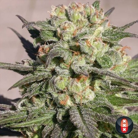 Warlock di Serious Seeds femminilizzata.