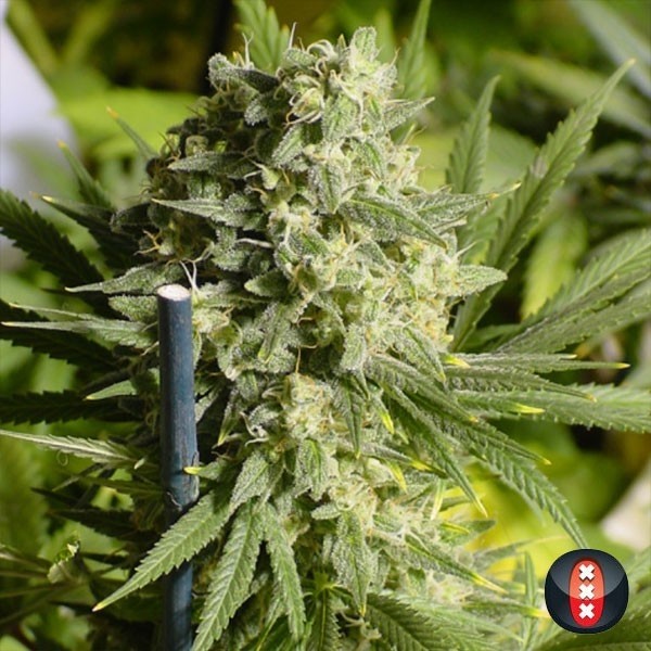 Double Dutch di Serious Seeds femminilizzata.