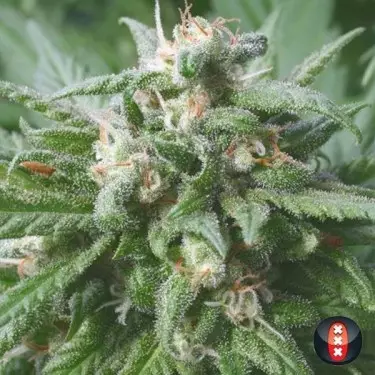 Biddie Early di Serious Seeds femminilizzata.