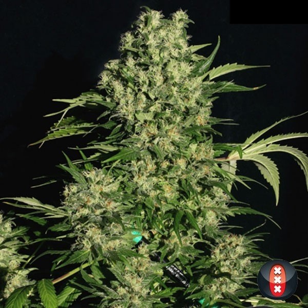Chronic di Serious Seeds femminilizzata.