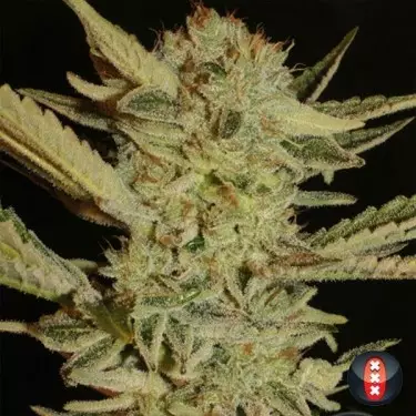 Bubble Gum di Serious Seeds femminilizzata.
