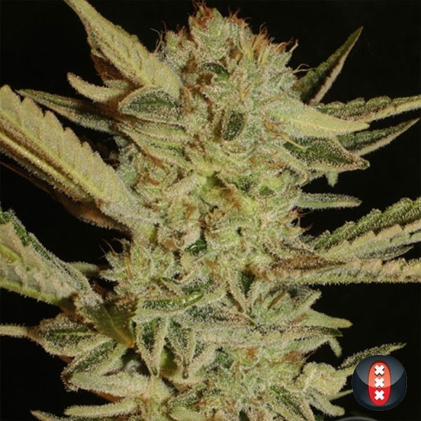 Bubble Gum di Serious Seeds femminilizzata.