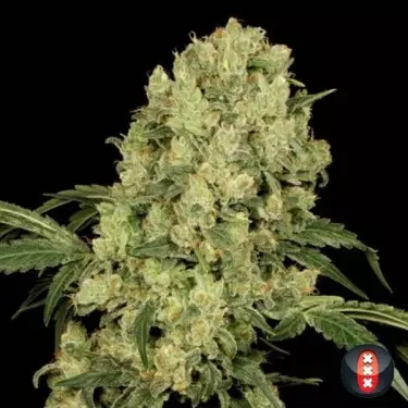 AK-47 Regular, semi del banco Serious Seeds.