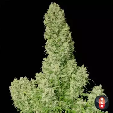 White Russian regular planta de marihuana