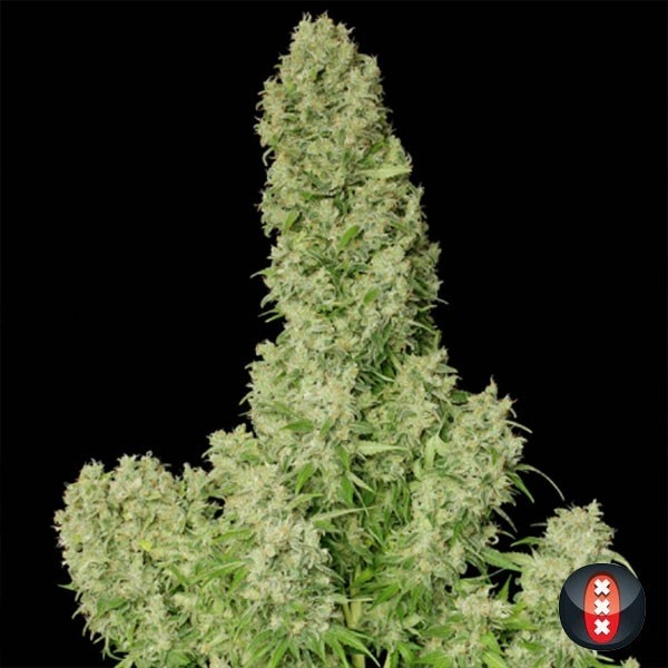 Visualizzazione White Russian regular planta de marihuana