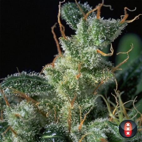 Kali Mist Regular planta de marihuana