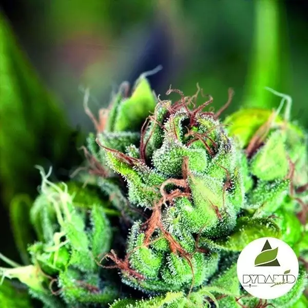 Visualizzazione Tahoe Cure