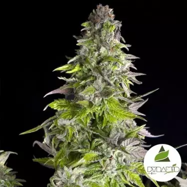 Comprare Romulan di Pyramid Seeds- Growbarato