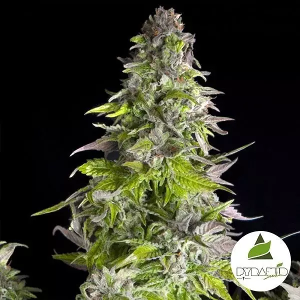 Visualizzazione Comprare Romulan di Pyramid Seeds- Growbarato