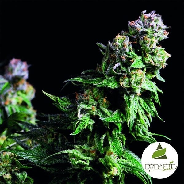 Visualizzazione Purple Urkle