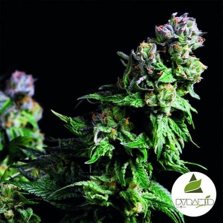 Purple Urkle