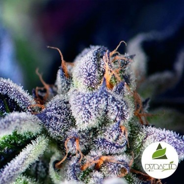 Visualizzazione Acquista Cookies USA di Pyramid Seeds femminizzato - Grow Barato